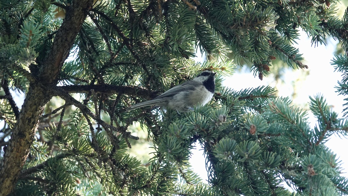 Mésange de Gambel - ML641402521