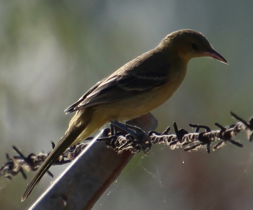 Hooded Oriole - ML641402535