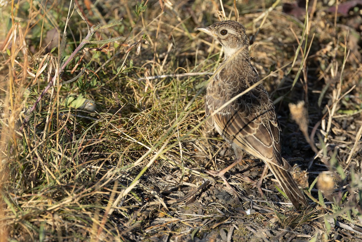 Eurasian Skylark (European) - ML641402541