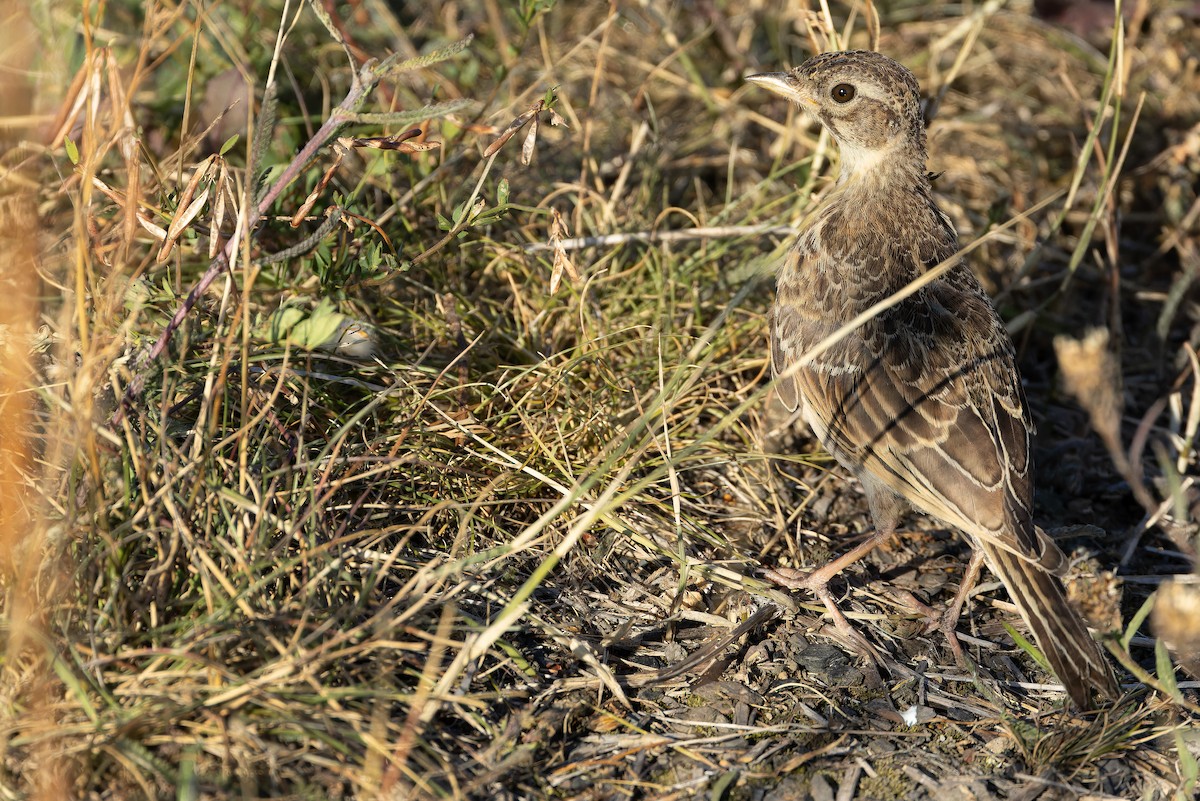 Eurasian Skylark (European) - ML641402542