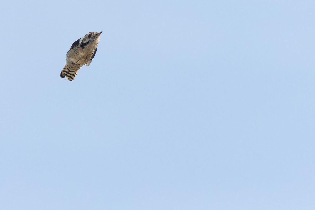 Lesser Spotted Woodpecker - ML641402553