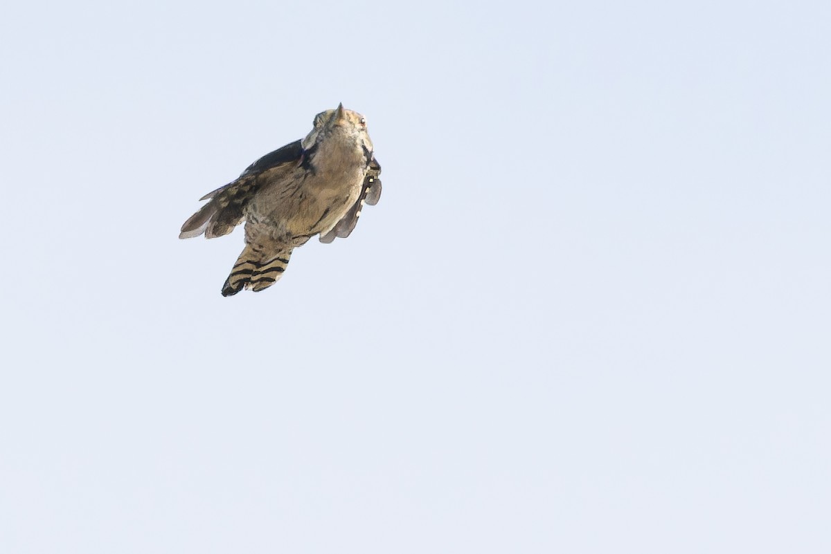 Lesser Spotted Woodpecker - ML641402554