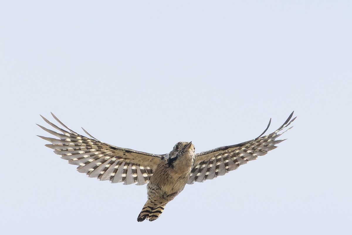 Lesser Spotted Woodpecker - ML641402555