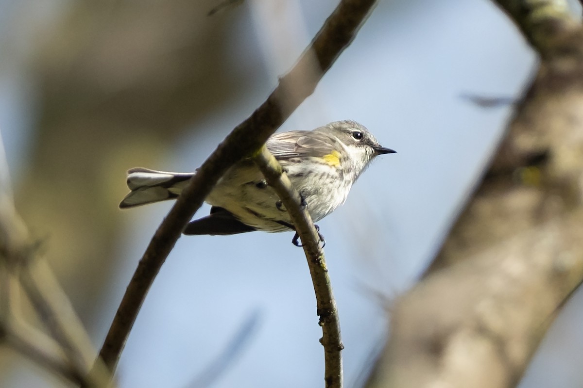 Yellow-rumped Warbler - ML641402563