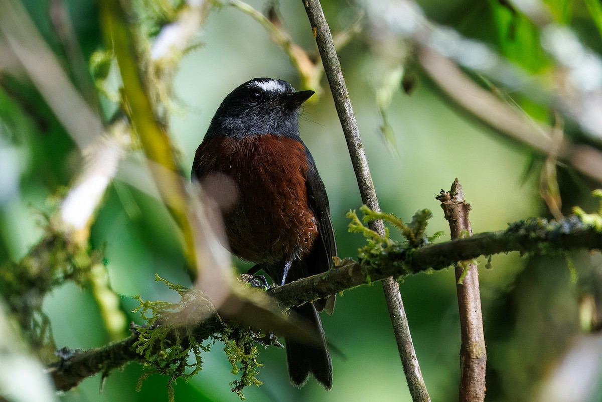 Chestnut-bellied Chat-Tyrant - ML641402568