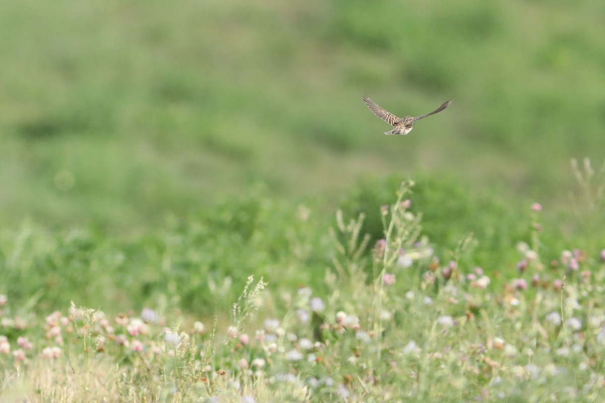 Lapland Longspur - ML641402574