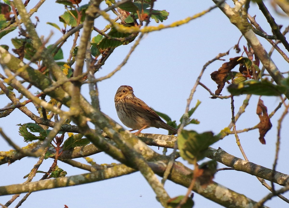 Lincoln's Sparrow - ML641402576