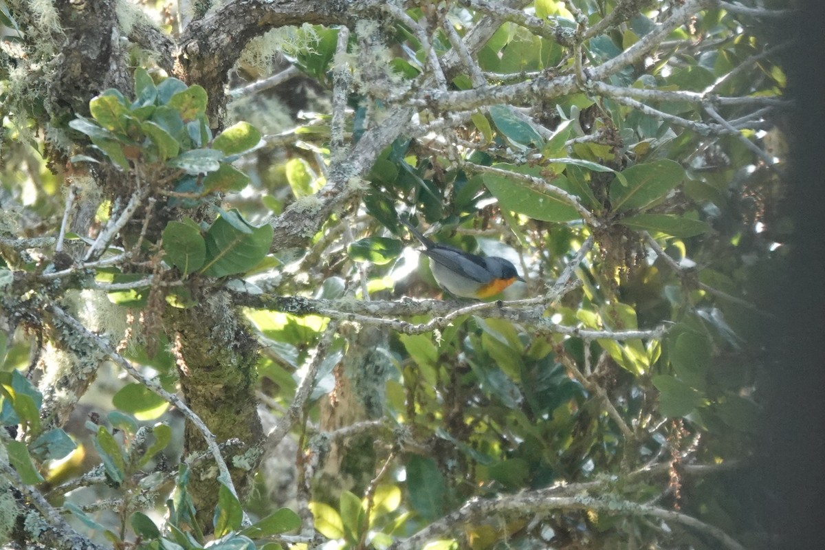 flammeparula - ML641402577