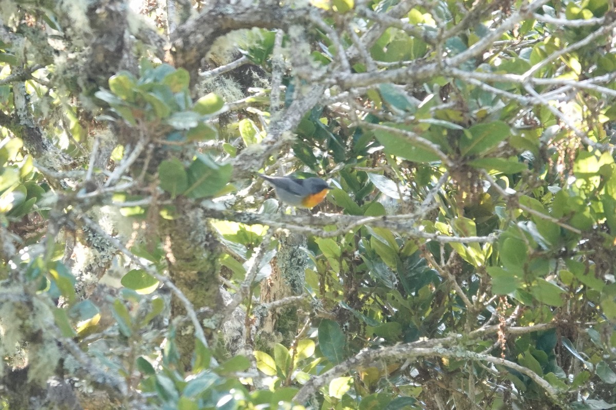 flammeparula - ML641402578