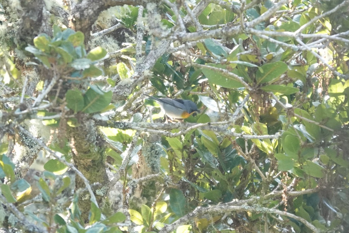 flammeparula - ML641402579