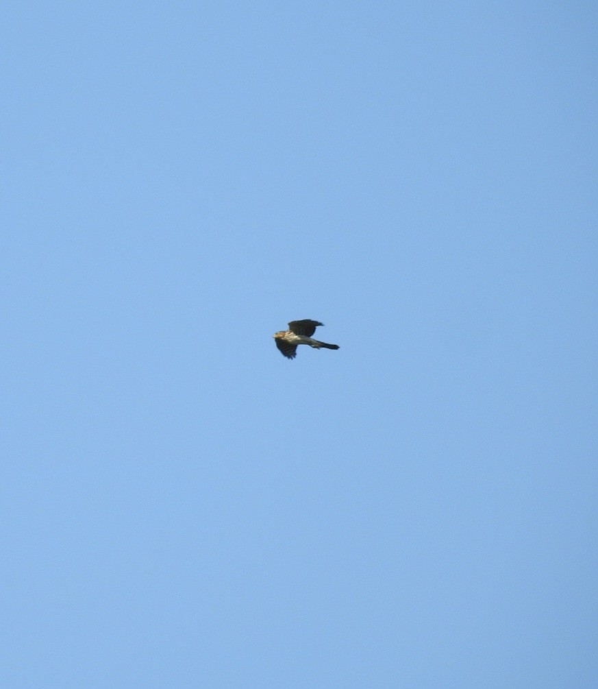 Cooper's Hawk - ML641402581