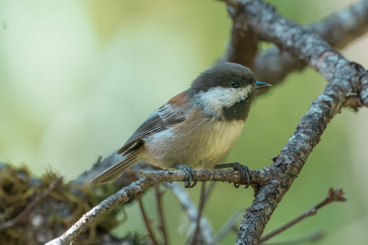 Mésange à dos marron - ML641402584