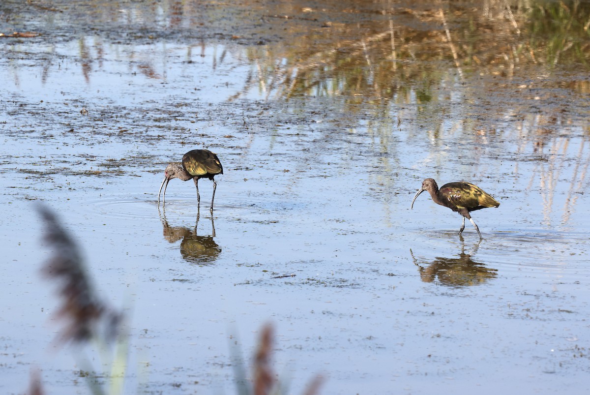 ibis hnědý/americký - ML641402587