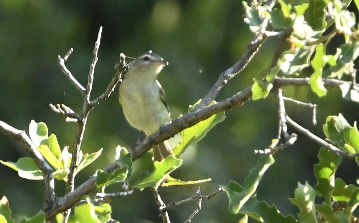 Warbling Vireo - ML641402631
