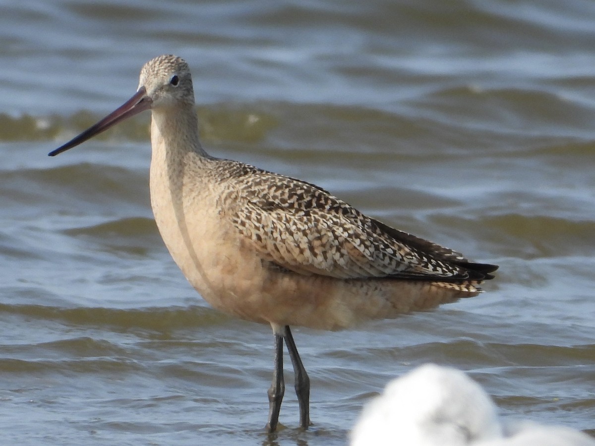 Marbled Godwit - ML641402635