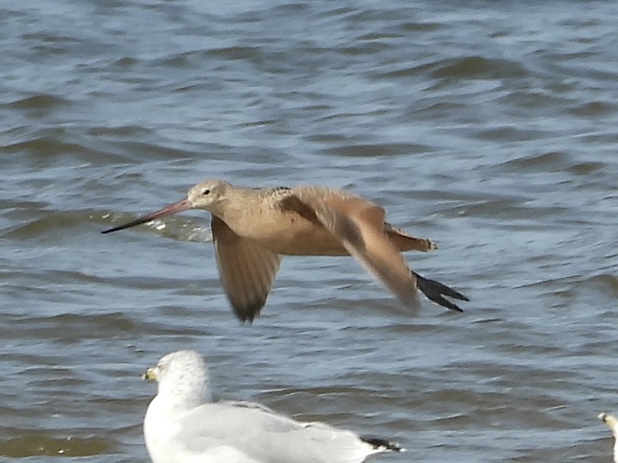 Marbled Godwit - ML641402636