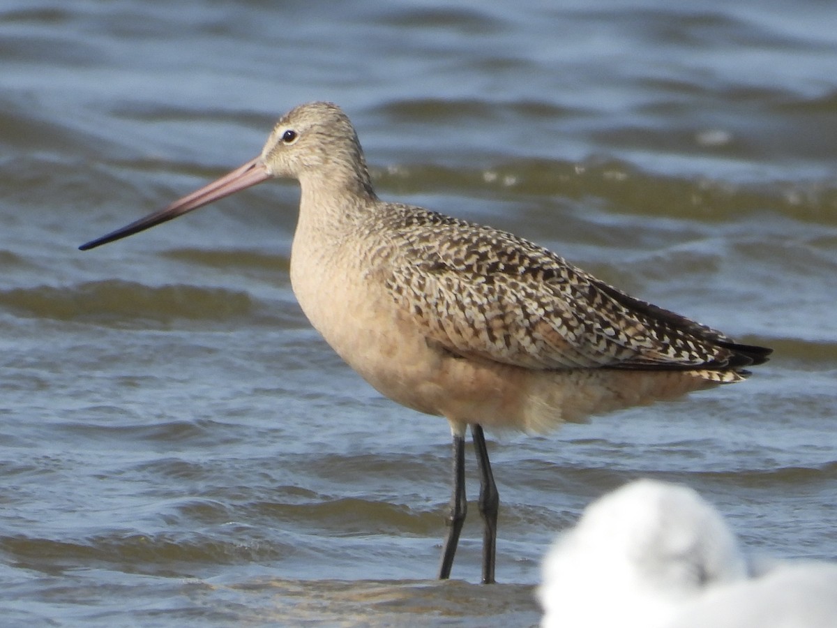Marbled Godwit - ML641402637