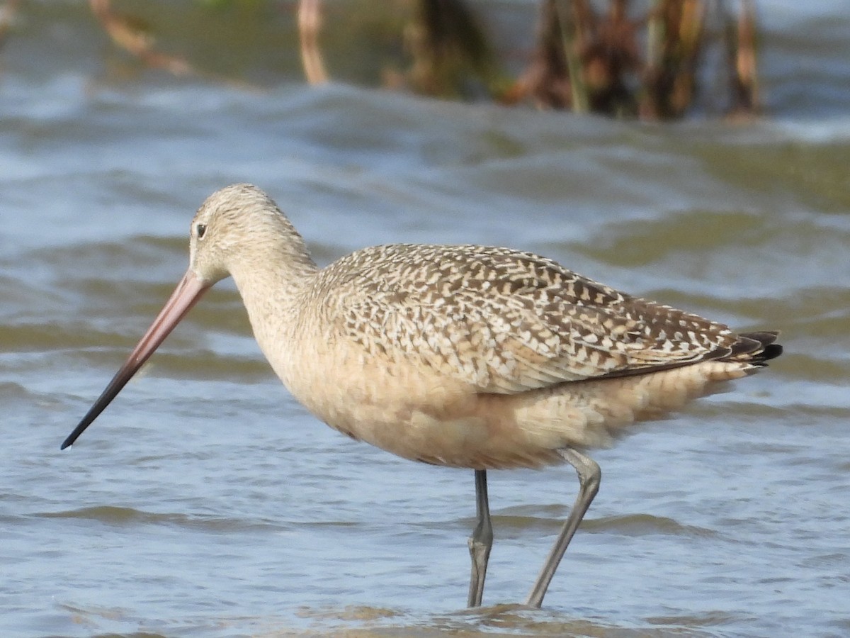 Marbled Godwit - ML641402639