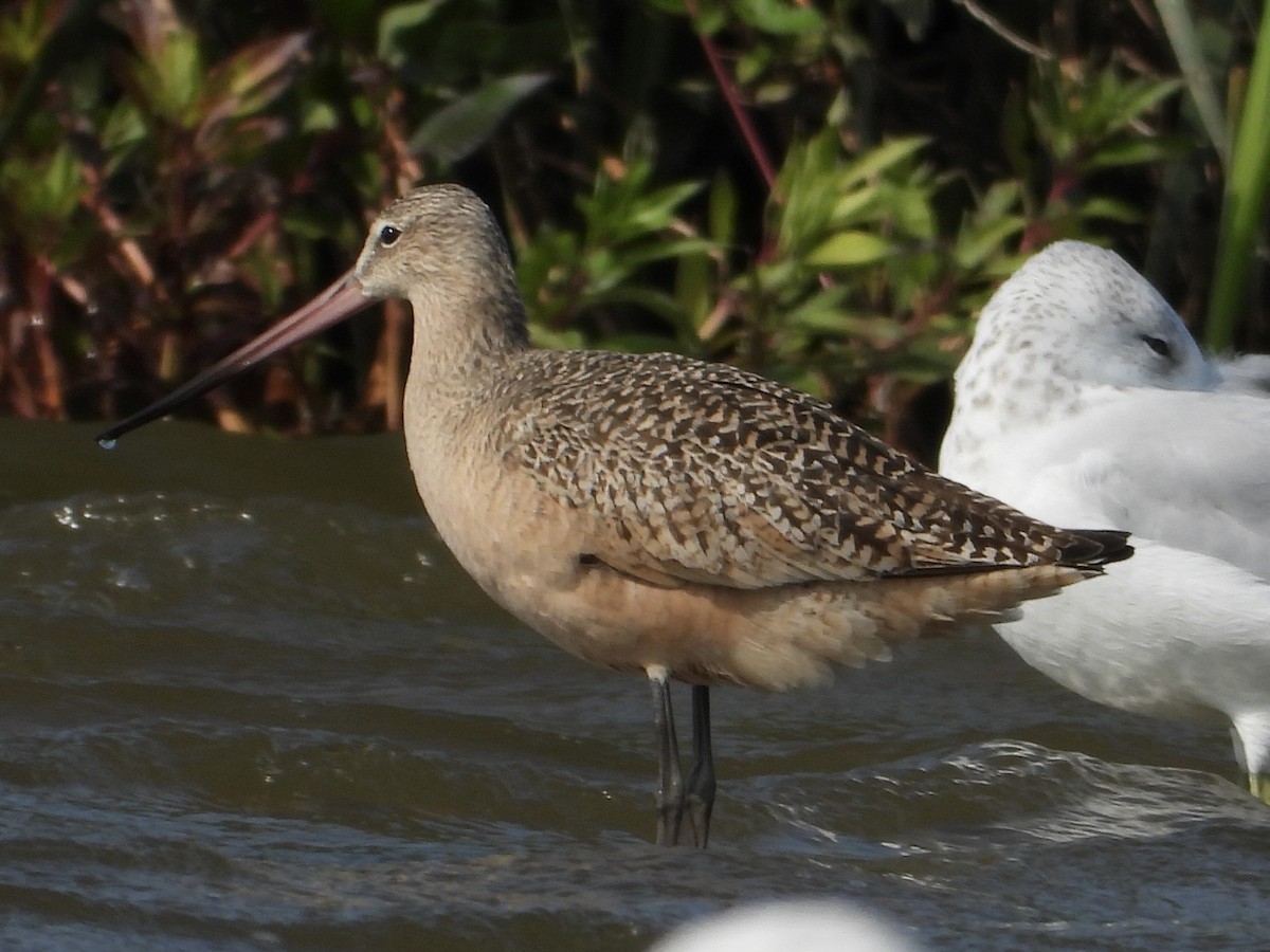 Marbled Godwit - ML641402640