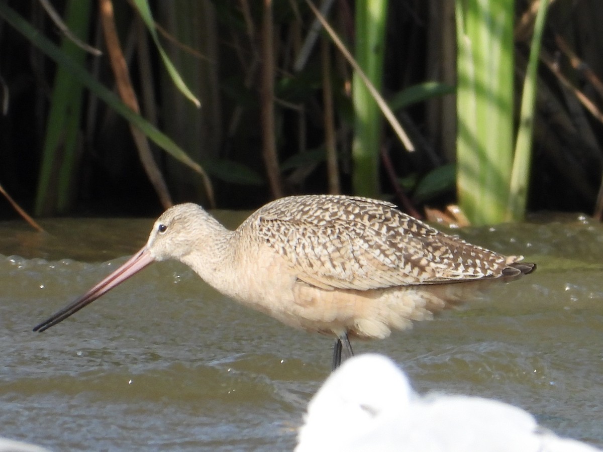 Marbled Godwit - ML641402641