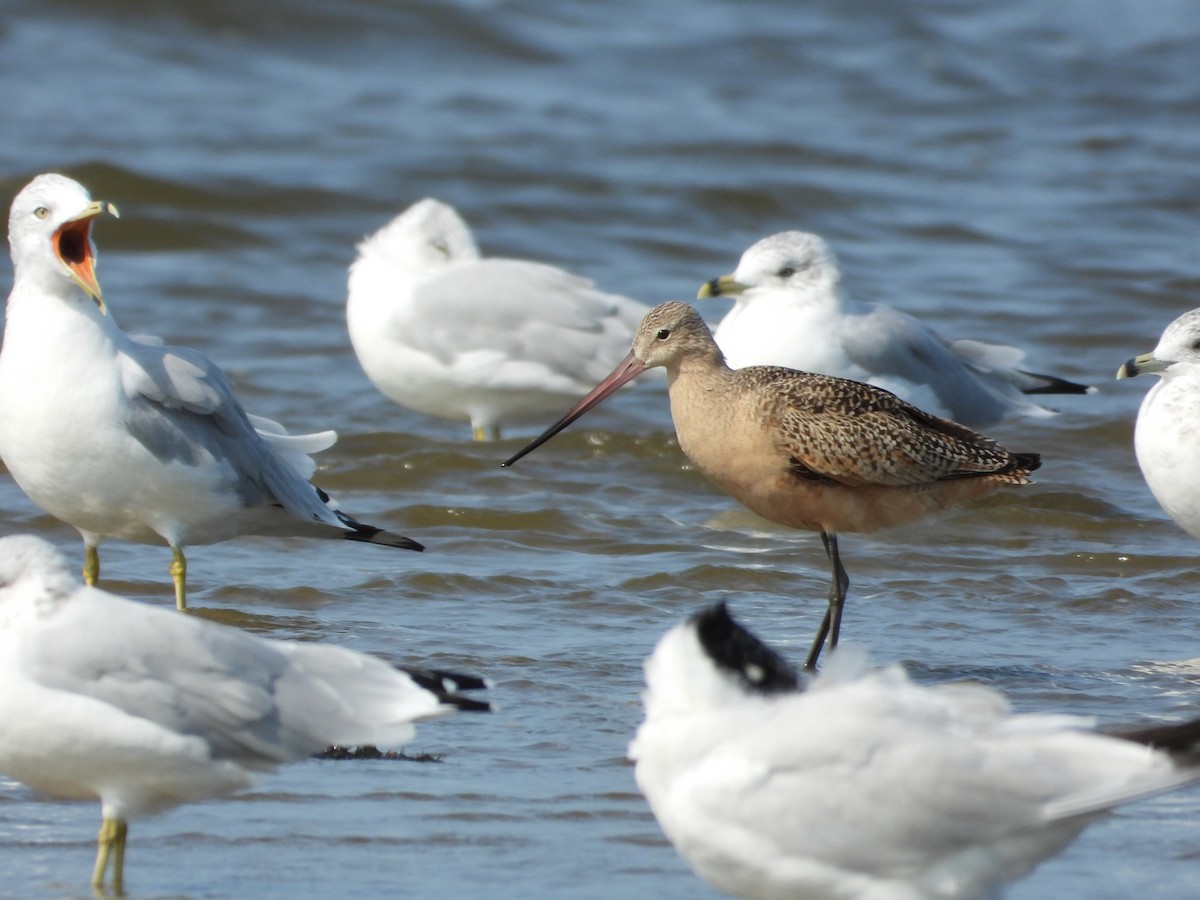 Marbled Godwit - ML641402644