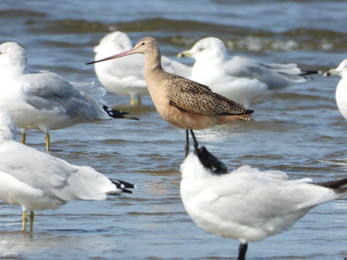 Marbled Godwit - ML641402645