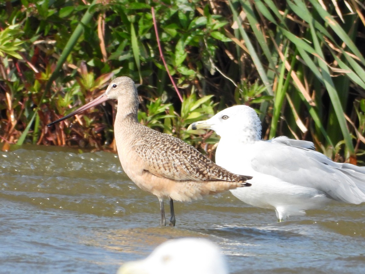 Marbled Godwit - ML641402646