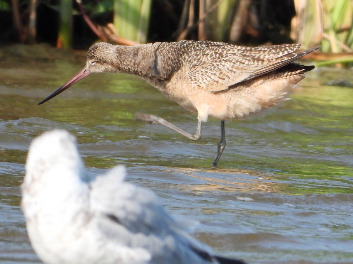 Marbled Godwit - ML641402647