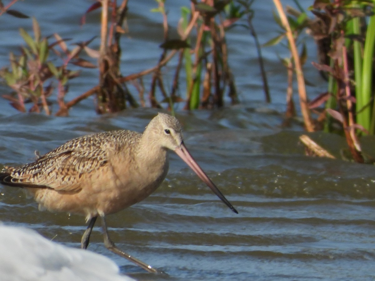 Marbled Godwit - ML641402648