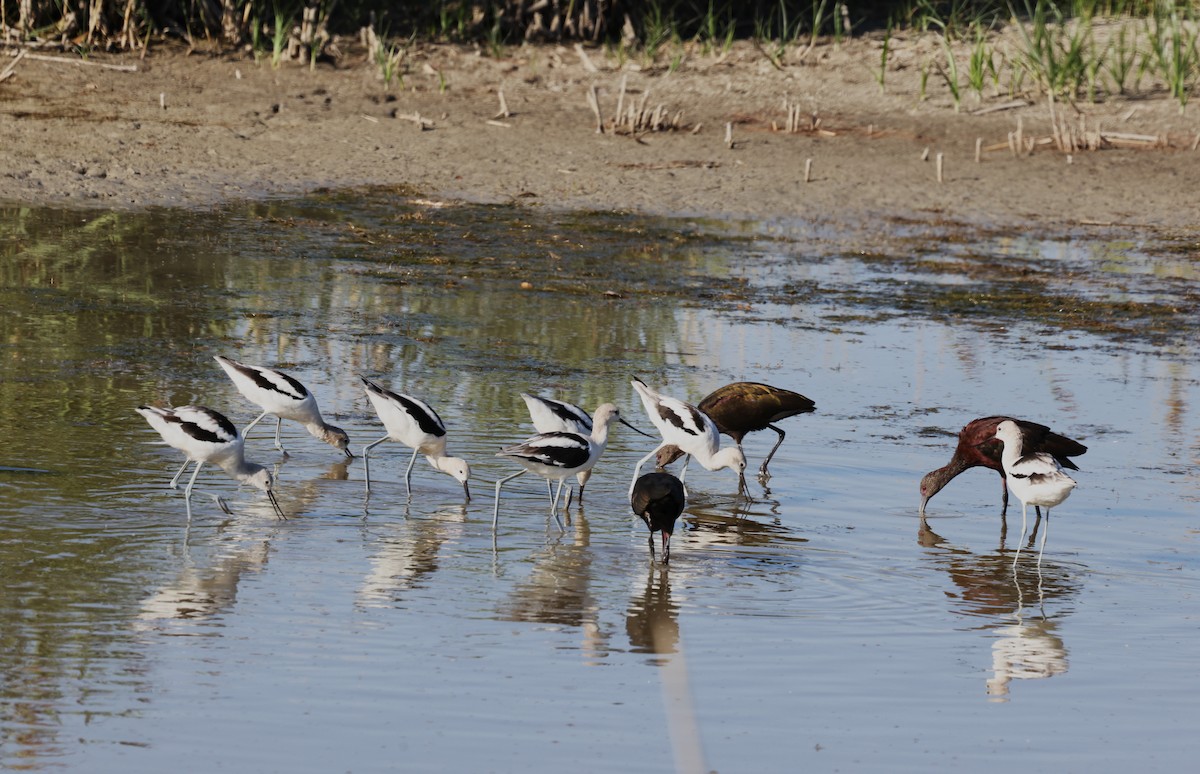 ibis hnědý/americký - ML641402669