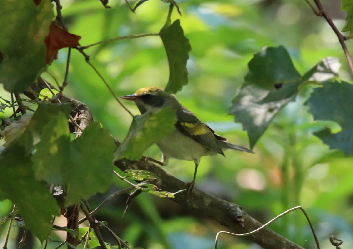 Golden-winged Warbler - ML641402701