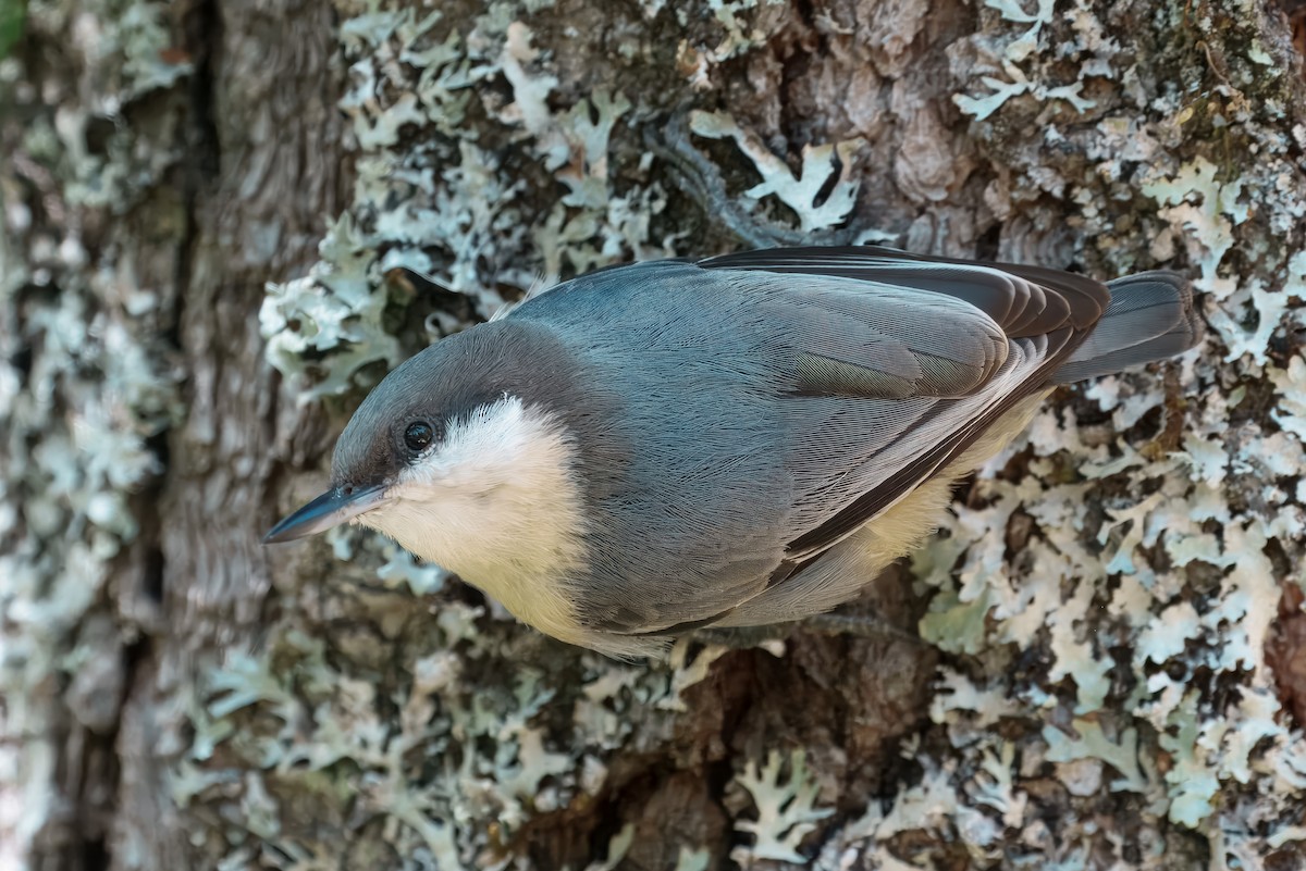 Pygmy Nuthatch - ML641402731