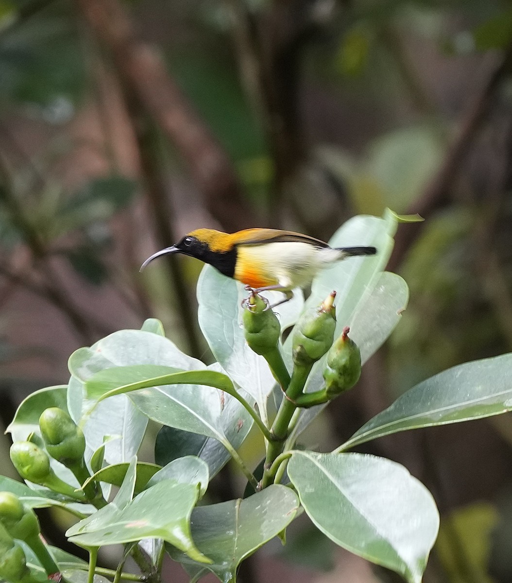 Feuerbrust-Nektarvogel - ML641402744