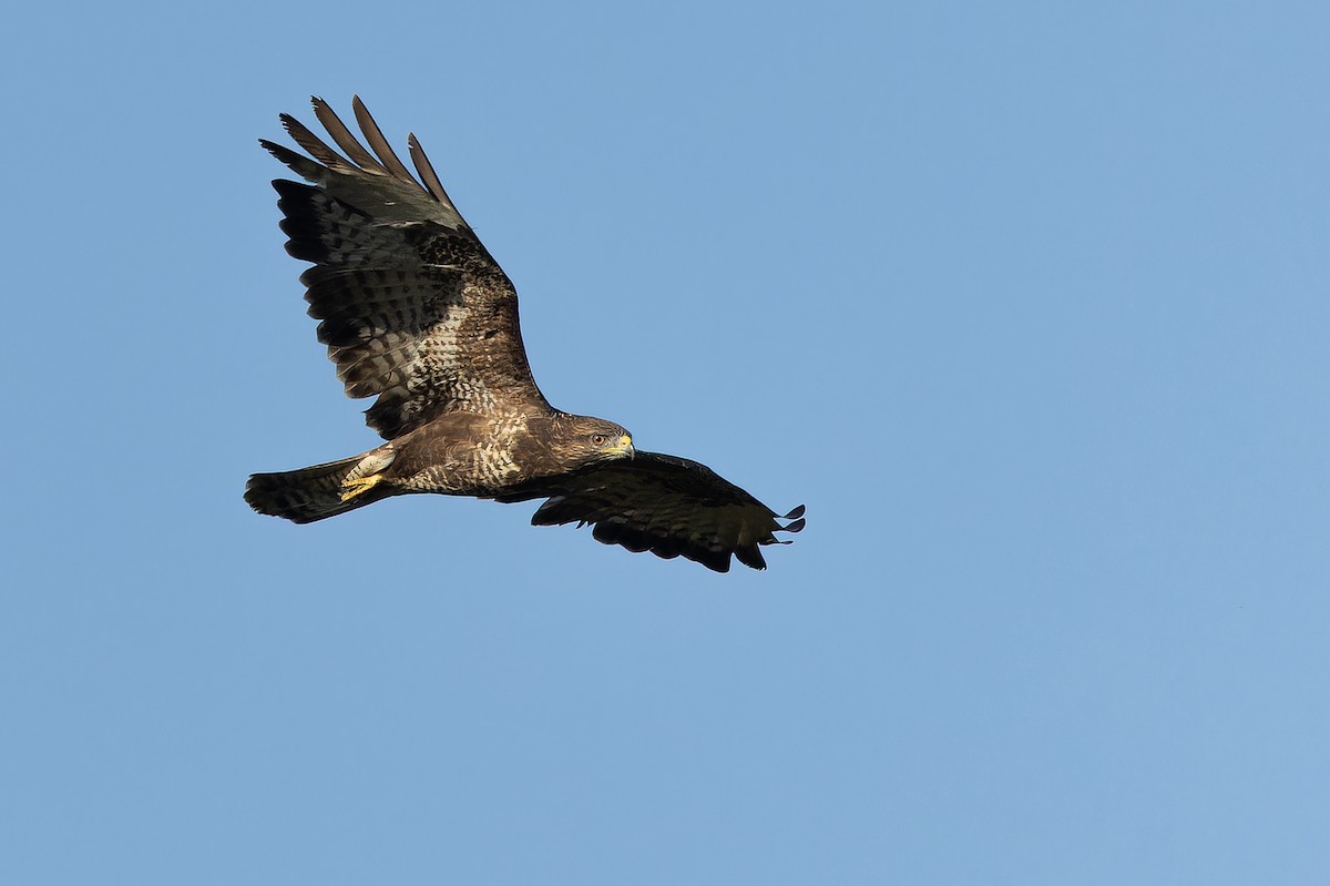 Buse variable (buteo) - ML641402756