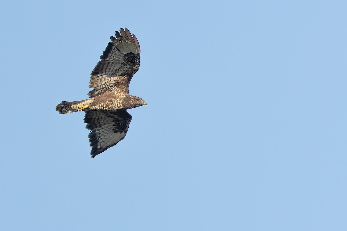 Buse variable (buteo) - ML641402757