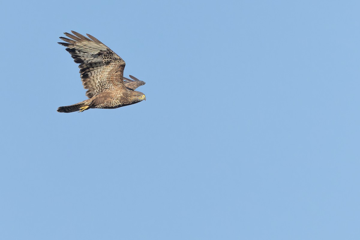 Buse variable (buteo) - ML641402758