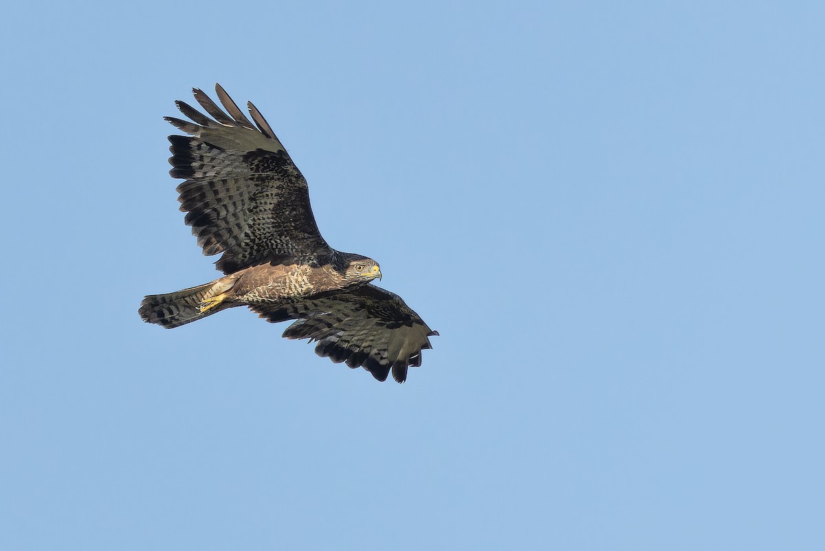 Buse variable (buteo) - ML641402759