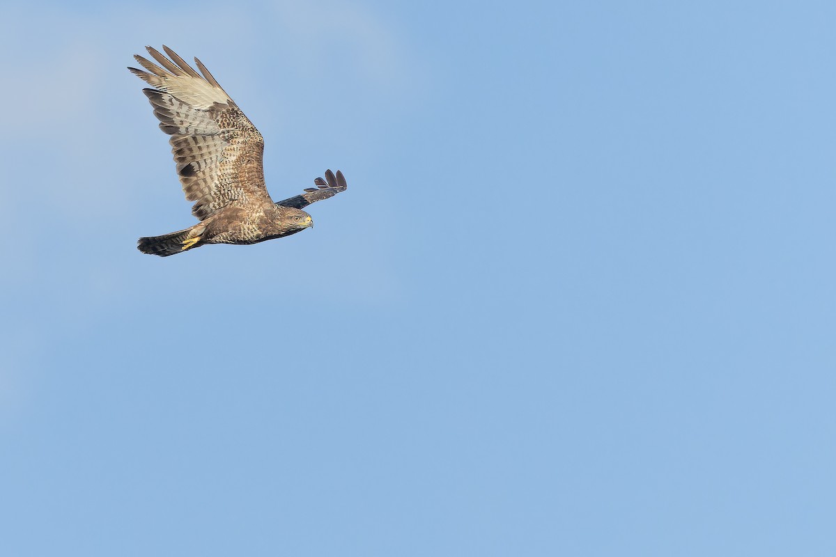 Buse variable (buteo) - ML641402760