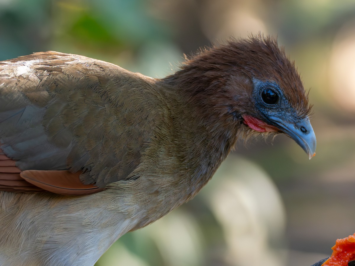 Rufous-headed Chachalaca - ML641402790