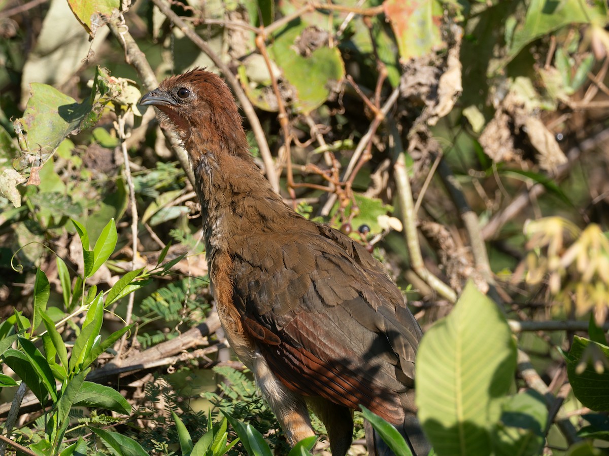 Rufous-headed Chachalaca - ML641402791