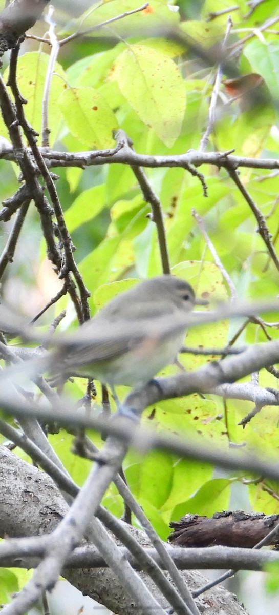 Warbling Vireo - ML641402794