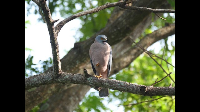 Fiji Goshawk - ML641402819