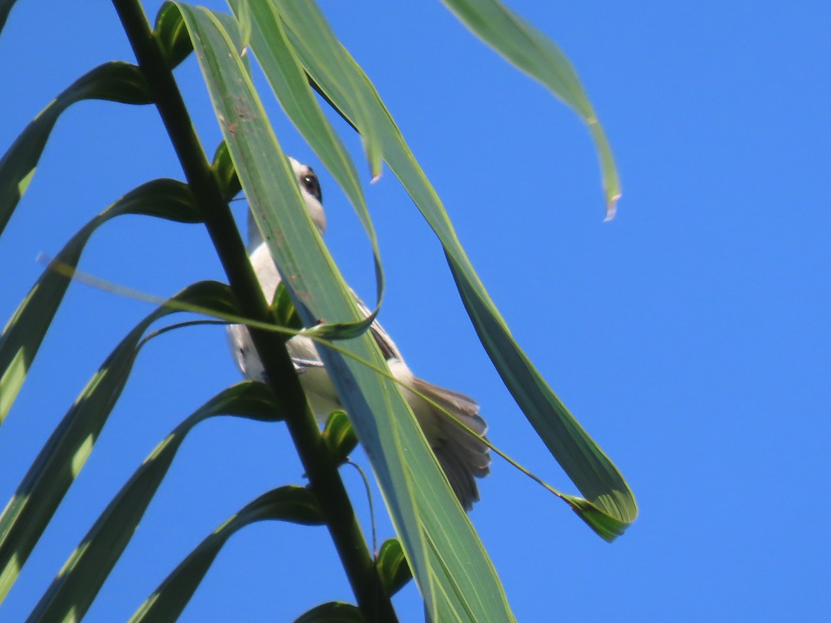 Cinereous Becard - ML641402820