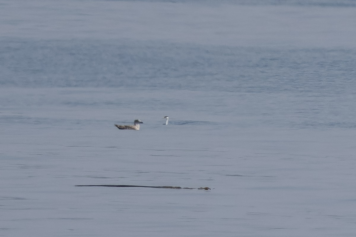 Western Grebe - ML641402852