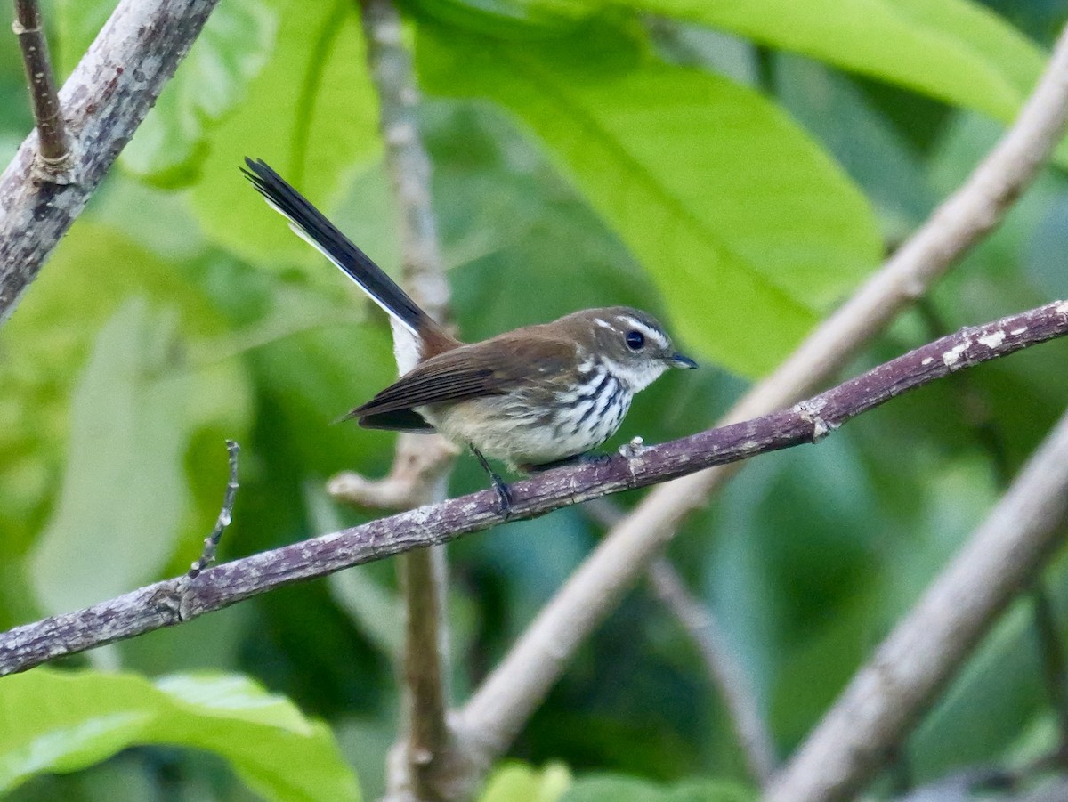 Fiji Streaked Fantail - ML641402861