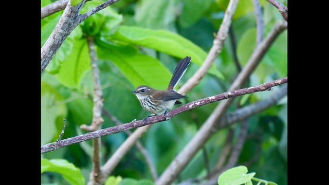Fiji Streaked Fantail - ML641402863