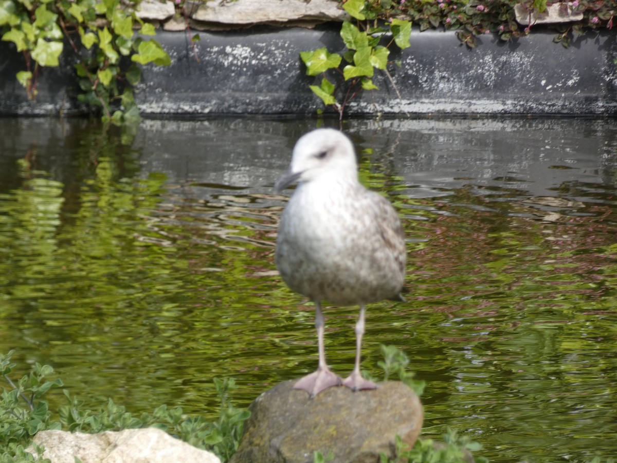 Kaioa sp. - ML641402867