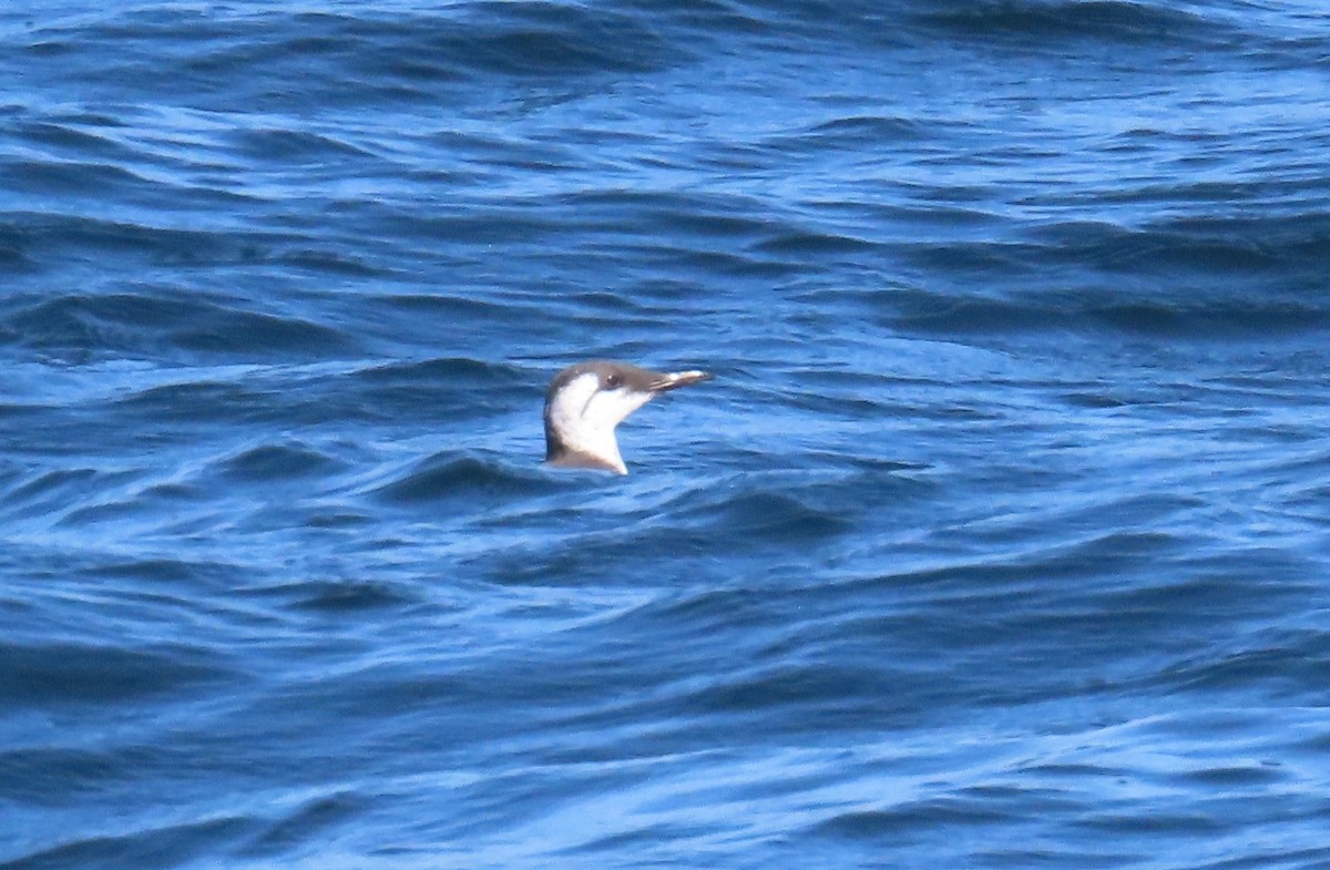 Guillemot marmette - ML641402869