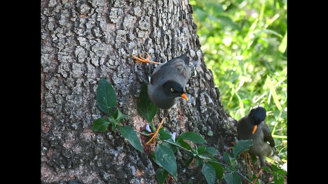 Jungle Myna - ML641402884