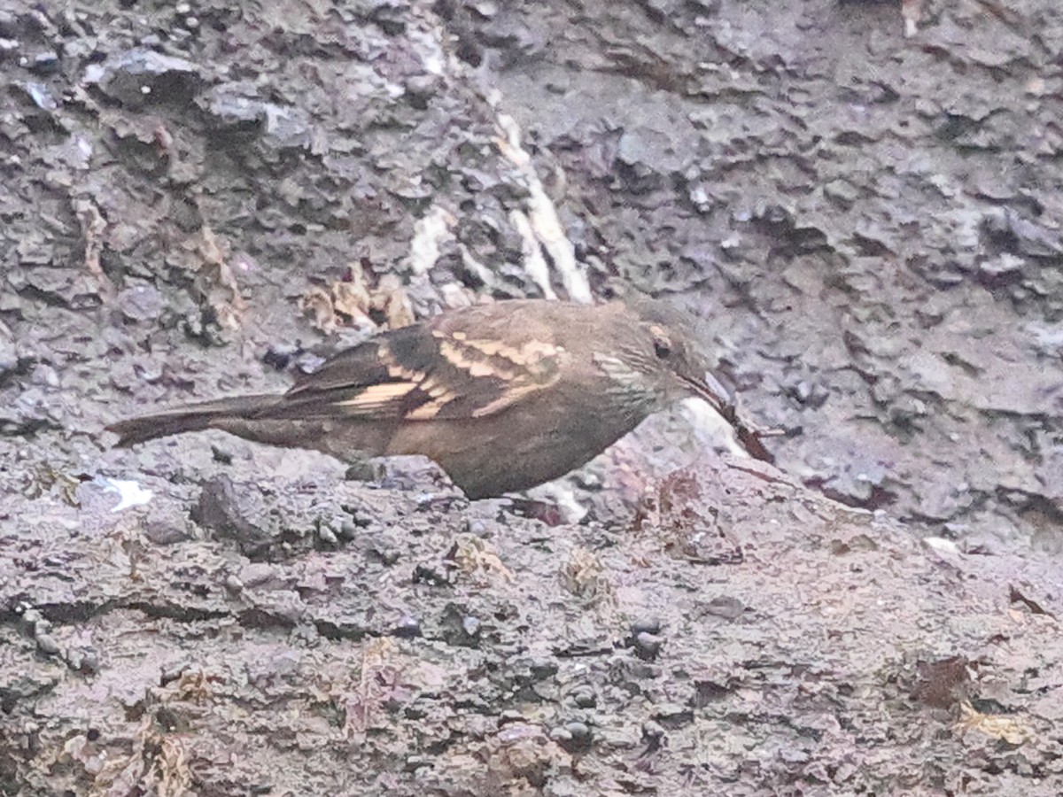 アライソカマドドリ - ML641402934